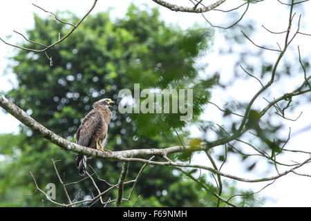 Crested Eagle serpente poggiante su un pesce persico in foresta Foto Stock