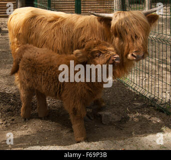 Scottish highland mucca con vitello(Highland bovini),(Bos primigenius),(Hairy Coo) Foto Stock