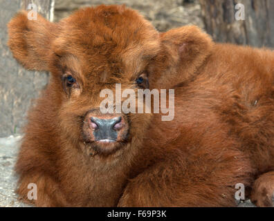 Scottish highland mucca con vitello(Highland bovini),(Bos primigenius),(Hairy Coo) Foto Stock