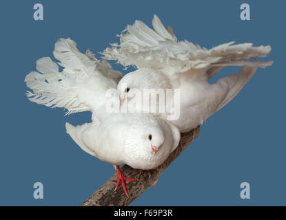 Il matrimonio courtings di due piccioni bianco di pavone razza. (Columba). Foto Stock