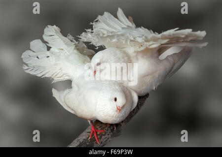 Il matrimonio courtings di due piccioni bianco di pavone razza. (Columba). Foto Stock