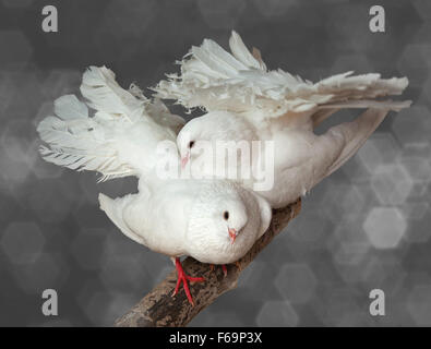 Il matrimonio courtings di due piccioni bianco di pavone razza. (Columba). Foto Stock