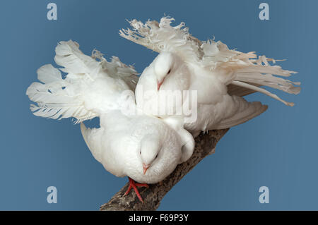 Il matrimonio courtings di due piccioni bianco di pavone razza. (Columba). Foto Stock