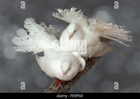 Il matrimonio courtings di due piccioni bianco di pavone razza. (Columba). Foto Stock