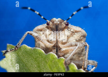 Bug un bug Shchitnik grigio (Elasmucha grisea) su un fiore giallo. (Lepinotus grisea Linnaeus). (Acanthosomatidae Signoret), Foto Stock