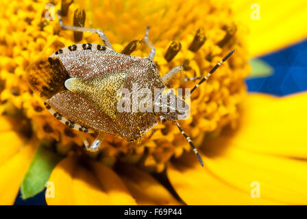 Bug un bug Shchitnik grigio (Elasmucha grisea) su un fiore giallo. (Lepinotus grisea Linnaeus). (Acanthosomatidae Signoret), Foto Stock