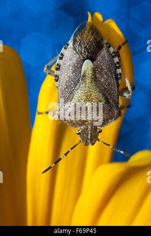 Bug un bug Shchitnik grigio (Elasmucha grisea) su un fiore giallo. (Lepinotus grisea Linnaeus). (Acanthosomatidae Signoret), Foto Stock