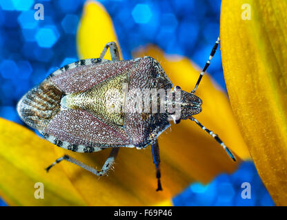 Bug un bug Shchitnik grigio (Elasmucha grisea) su un fiore giallo. (Lepinotus grisea Linnaeus). (Acanthosomatidae Signoret), Foto Stock