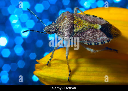 Bug un bug Shchitnik grigio (Elasmucha grisea) su un fiore giallo. (Lepinotus grisea Linnaeus). (Acanthosomatidae Signoret), Foto Stock