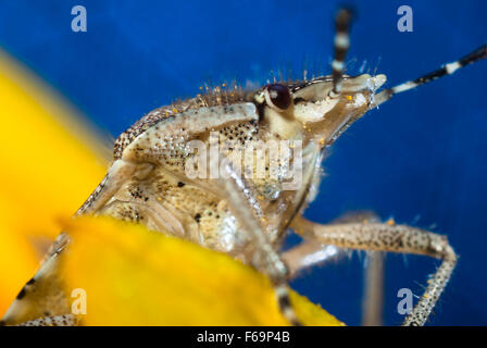 Bug un bug Shchitnik grigio (Elasmucha grisea) su un fiore giallo. (Lepinotus grisea Linnaeus). (Acanthosomatidae Signoret), Foto Stock