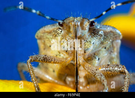 Bug un bug Shchitnik grigio (Elasmucha grisea) su un fiore giallo. (Lepinotus grisea Linnaeus). (Acanthosomatidae Signoret), Foto Stock