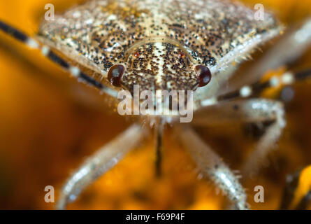 Bug un bug Shchitnik grigio (Elasmucha grisea) su un fiore giallo. (Lepinotus grisea Linnaeus). (Acanthosomatidae Signoret), Foto Stock