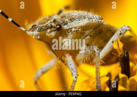 Bug un bug Shchitnik grigio (Elasmucha grisea) su un fiore giallo. (Lepinotus grisea Linnaeus). (Acanthosomatidae Signoret), Foto Stock