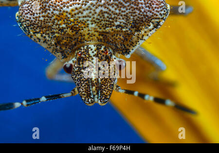 Bug un bug Shchitnik grigio (Elasmucha grisea) su un fiore giallo. (Lepinotus grisea Linnaeus). (Acanthosomatidae Signoret), Foto Stock