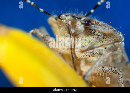 Bug un bug Shchitnik grigio (Elasmucha grisea) su un fiore giallo. (Lepinotus grisea Linnaeus). (Acanthosomatidae Signoret), Foto Stock