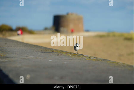 Pied Wagtail (Motacilla alba) Martello Bay Clacton On Sea Essex Foto Stock