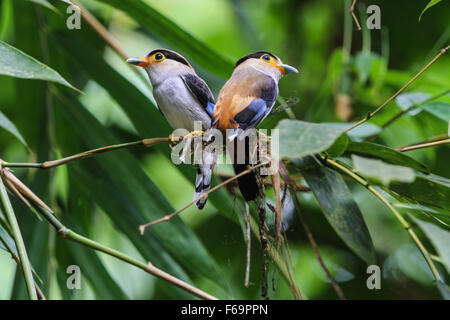 Bird in natura, argento-breasted Broadbill appollaiate su un ramo Foto Stock