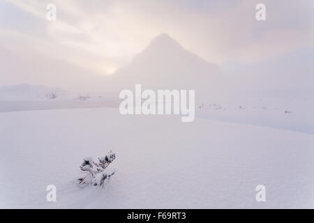 Un lone heather impianto coperto di neve paesaggio invernale di Rannoch Moor con il contorno di Buachaille Etive Beag Foto Stock