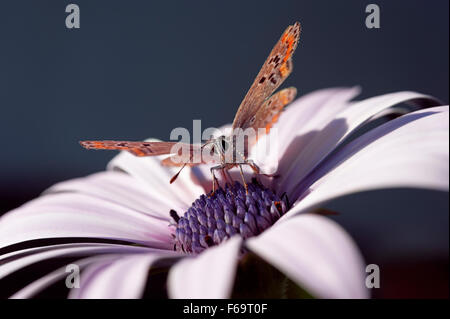 Argento Studded Blue Butterfly (Plebejus Argus) sul fiore Foto Stock