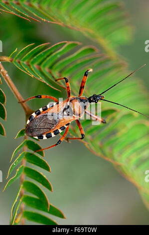 Orange assassin bug (Rhinocoris iracundus) su una foglia Foto Stock