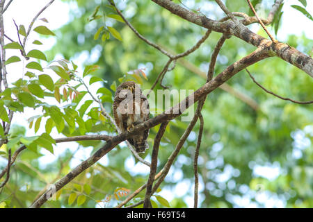 Acciuffato Owlet (Glaucidium brodiei) appollaiate su un ramo Foto Stock