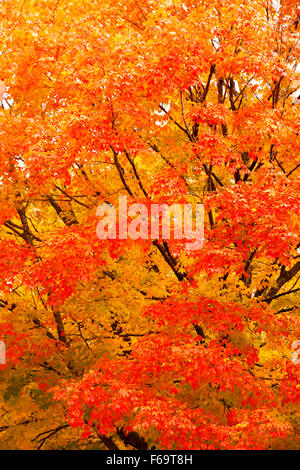 Gloriosi colori fiamme da un albero di acero in autunno, Vermont, New England , STATI UNITI Foto Stock