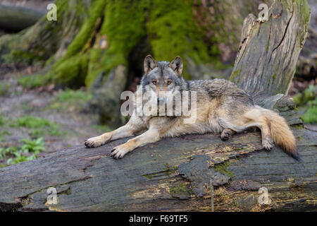 Europaeischer Wolf, Canis lupus, Europeo lupo grigio Foto Stock