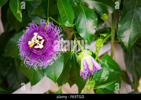 Immagine di esotica viola passione fiori. Foto Stock
