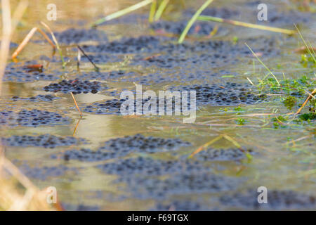 Latch vom Moorfrosch, Rana arvalis, Moor rane spawn Foto Stock