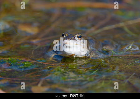 Maennlicher Moorfrosch, Rana arvalis, Maschio Moor rane Foto Stock