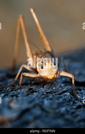 Blu-winged Grasshopper (Sphingonotus caerulans) - Grecia Foto Stock