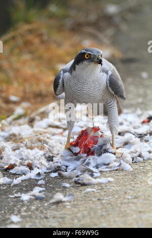 Astore (Accipiter gentilis) mangiare colomba in Giappone Foto Stock