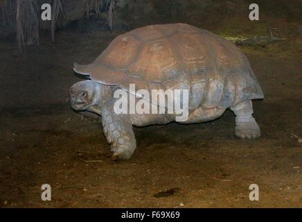 Spronato africana o tartaruga Sulcata tartaruga (Geochelone sulcata) Foto Stock