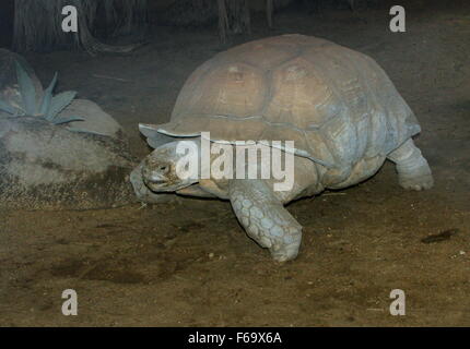 Spronato africana o tartaruga Sulcata tartaruga (Geochelone sulcata) Foto Stock