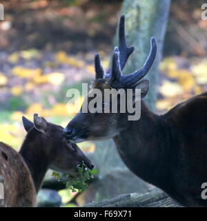 Visayan maschio o Philippine spotted cervo (Cervus alfredi, Rusa alfredi), doe masticare foglie in background Foto Stock