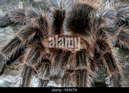 Cileno capelli rosa Tarantola (Grammostola rosea, Grammostola cala), cileno a.k.a fire tarantola o i capelli rossi tarantola Foto Stock