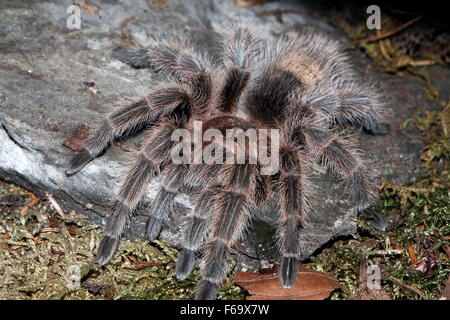 Cileno capelli rosa Tarantola (Grammostola rosea, Grammostola cala), cileno a.k.a fire tarantola o i capelli rossi tarantola Foto Stock