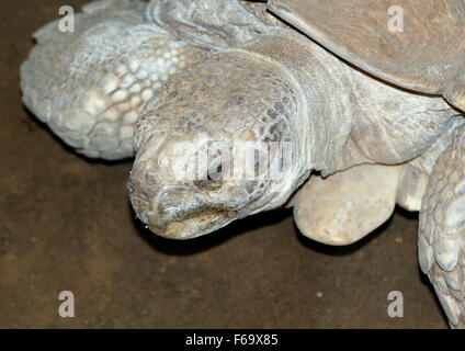 Spronato africana o tartaruga Sulcata tartaruga (Geochelone sulcata), fino in prossimità della testa Foto Stock