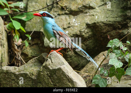 Verde comune gazza(Cissa chinensis) sulla pietra nella natura Foto Stock