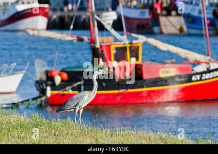 La flotta di pesca presso i loro ormeggi Loctudy Bretagna Francia con heron guardando dalla riva del fiume Foto Stock