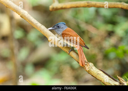 Bird in natura, asian paradise flycatcher appollaiate su un ramo Foto Stock