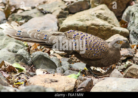 Grigio Peacock-Pheasant(Polyplectron bicalcaratum) bird in natura Foto Stock