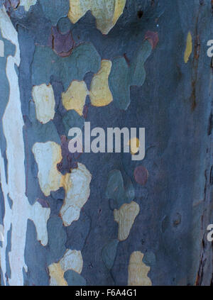 Piano di Londra di corteccia di albero Foto Stock