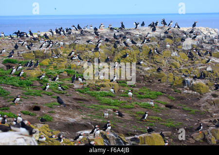 I puffini assemblaggio di razza per farne interna isola Northumberland REGNO UNITO Foto Stock