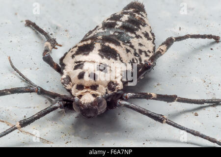 Chiazzato femmina umber falene sono wingless, e depongono le uova utilizzando la seta per fissare a superfici dure. Foto Stock