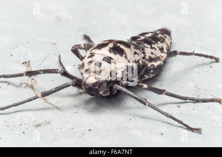 Chiazzato femmina umber falene sono wingless, e depongono le uova utilizzando la seta per fissare a superfici dure. Foto Stock