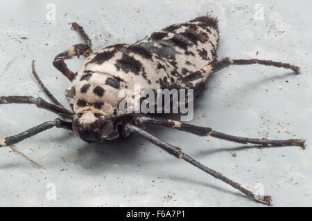 Chiazzato femmina umber falene sono wingless, e depongono le uova utilizzando la seta per fissare a superfici dure. Foto Stock