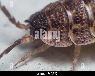 Guardando molto simile alla pillola bugs (altrimenti noto come bug pillola, roly polies e doodle bug), questi piccoli crostacei sono irregolari Foto Stock