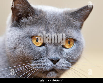 Scottish razza gatto grigio ritratto closeup Foto Stock