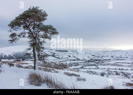 Pino silvestre coperto di neve sul grande mell cadde Foto Stock